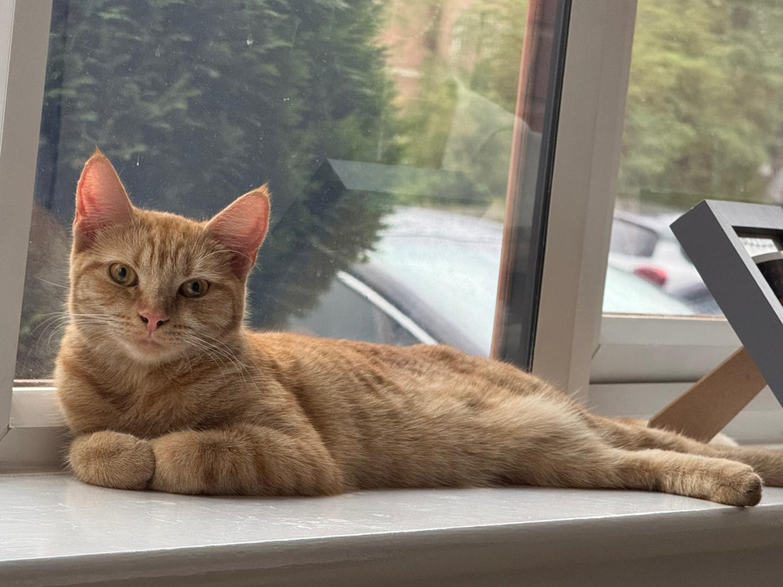 How to keep your cat safe during firework season